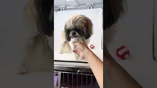 Video preview image #1 Shih Tzu Puppy For Sale in Benton, LA, USA