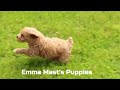 Cockapoo dogs for sale: Katie - Video 1
