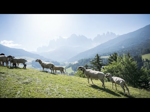 Südtirol | was uns bewegt | Lässige Brille, mäh!