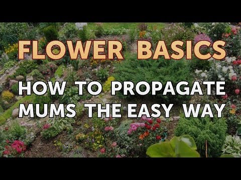 How to Get More Canna Lily Blooms