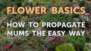 How to Propagate Mums the Easy Way