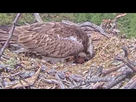 Egg 2 is singing sweetly as the Loch Arkaig Osprey chick prepares to hatch 31 May 2022