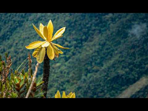 PARAMO DE SONSON  #corpocaldas #corponare #paramos #naturaleza #medioambiente