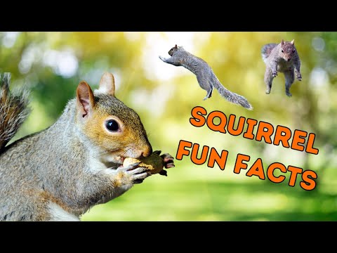 The Secret Life of Eastern Gray Squirrels: 10 Fun Facts You Didn’t Know!