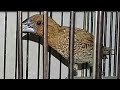 Suara Emprit Peking Betina