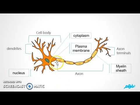 Nervous System ( first part ) - Science - العلوم لغات للصف السادس الإبتدائي - نفهم