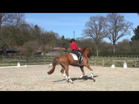 Dressage prospect 4yr old for sale Desperado x San Remo