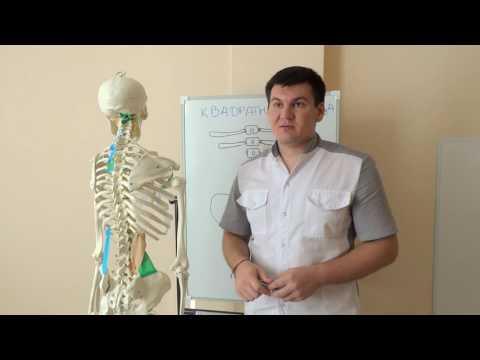 Лечения позвоночника суставов и всего организма Височно-нижнечелюстной сустав строение движения