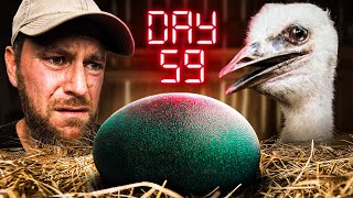 The Emu Eggs Aren't Hatching...