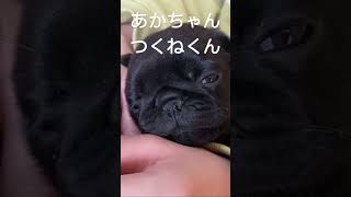 #パグ #こいぬ  #あかちゃん