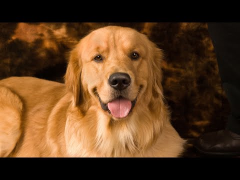 Golden Retriever Bootcamp: Intense Training for Disciplined Dogs