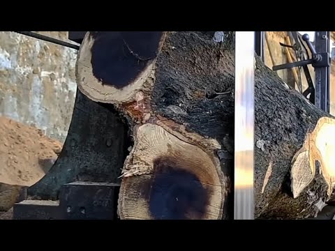 TENSE, THERE'S SOMETHING INSIDE! Rare black tree branch at sawmill