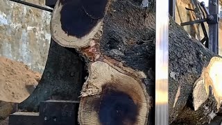 Download lagu TENSE, ADA SESUATU DI DALAMNYA! Cabang pohon hitam langka di tempat penggergajian kayu mp3 Download lagu TENSE, ADA SESUATU DI DALAMNYA! Cabang pohon hitam langka di tempat penggergajian kayu mp3