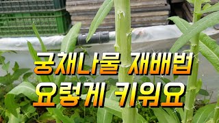궁채나물 재배법과 먹는법