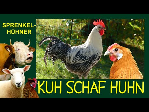 , title : 'KUH SCHAF HUHN Folge 6: Sprenkelhühner - Brakel, Ostfriesische Möwen, Totleger, Friesenhuhn, Hühner'