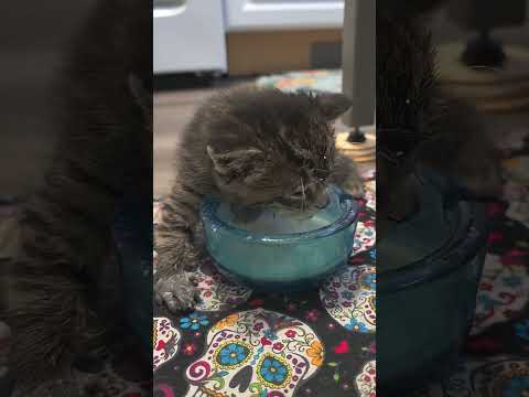 hungrykitty@malenaskittenishungry