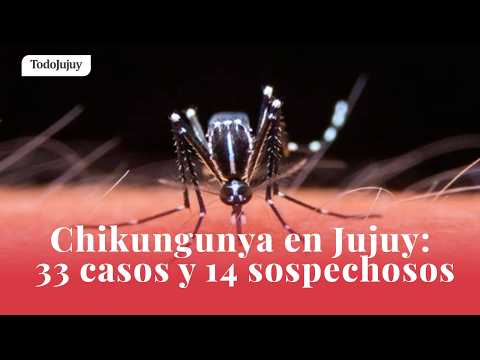Chikungunya en Jujuy: confirmaron 33 casos y mantienen 14 sospechosos