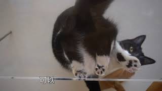 [遊記] 熊本中途貓咪咖啡店