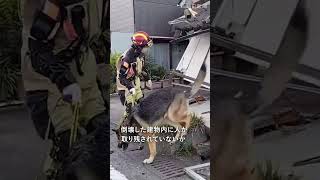 【熊本地震】災害救助犬が捜索続ける#shorts