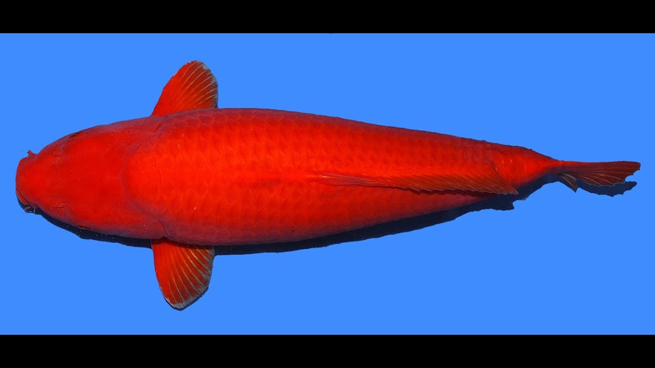 Super Mango Sakai FF 87cm Yonsai Female VHQ