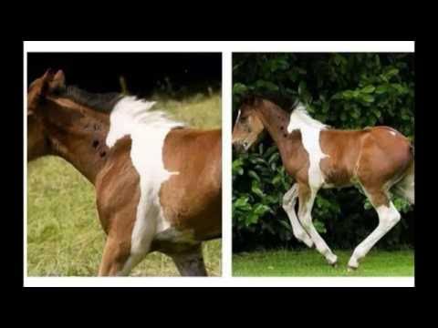 100 PAREIDOLIA IMAGES