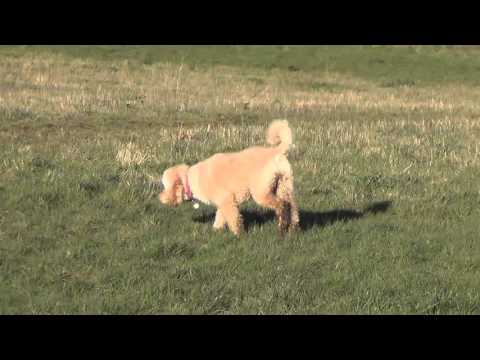 Puppy Dog Hotel Holidays Leyla, Oli, Aussie and Elsa