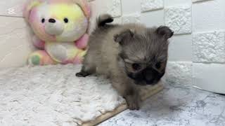 ハーフ犬の動画01