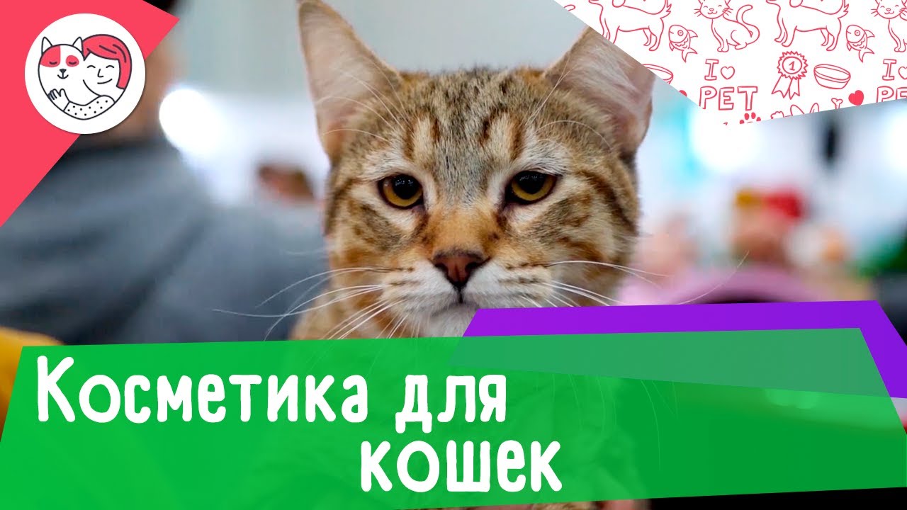 4 популярных вопроса про косметику для кошек