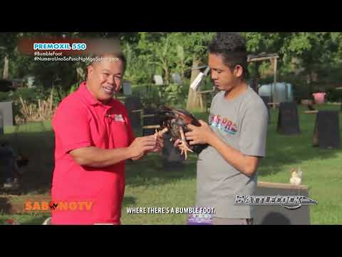 Proper treatment of bumblefoot o tibak !#premoxil550 #battlecockproducts #testedandproven