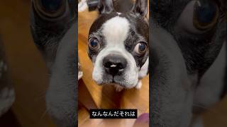 犬あるある　知らんもん鼻にくっつけてくる #ボストンテリア