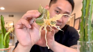 How to Root Dragon Fruit Cuttings QUICKEST & EASIEST Way