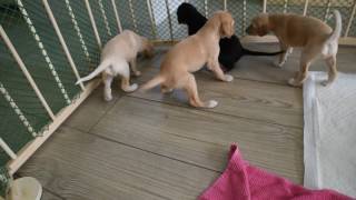 Download lagu Farlat Saluki - Fara & Coral Charm babies 27 days mp3 Download lagu Farlat Saluki - Fara & Coral Charm babies 27 days mp3