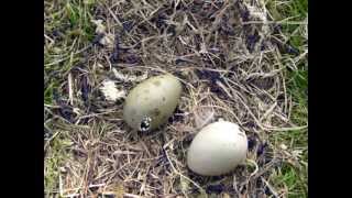 preview picture of video 'Great skua chicks hatching'