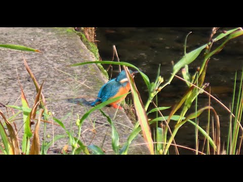 カワセミMOVIE 211014AM