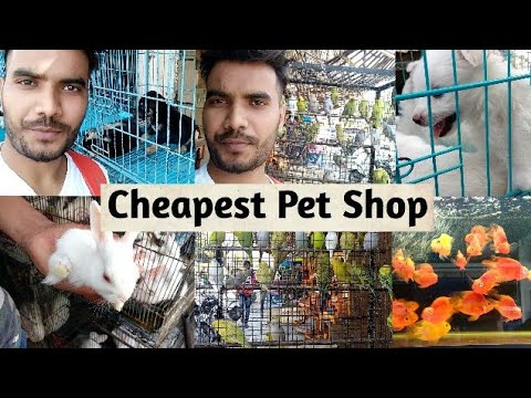 download lagu mp3 mp4 Puppies For Sale In Indore, download lagu Puppies For Sale In Indore gratis, unduh video klip Puppies For Sale In Indore