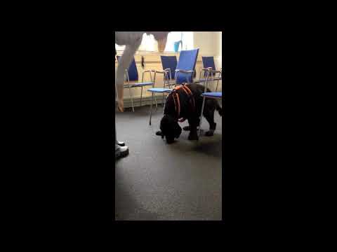 Hunde-Trick "Nein" / Kopfschütteln