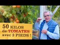 Des kilos de tomates avec seulement 3 pieds ! Recettes d'une abondante récolte (pas si) miraculeuse