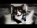 This Cat Got Stuck In The Washing Machine For A Full Cycle And Lived To Tell The Tale