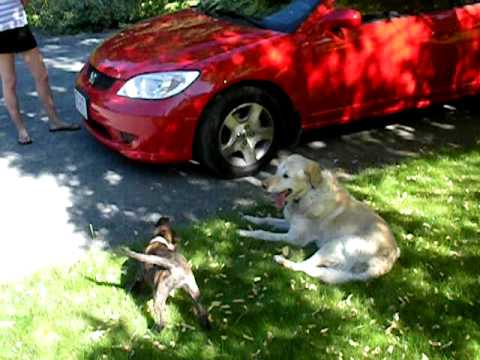 Willy and Cocoa Play fighting