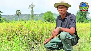 ចំណាប់អារម្មណ៍របស់កសិករ+កសិករសហការតាមគោលការណ៍ស្រែល្អ-ប្រើប្រាស់ពូជសុទ្ធ (OM5451)