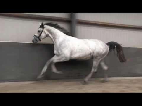 colman x polydox, 3y old stallion