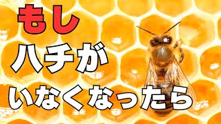 蜂が消えたら世界が崩壊！？知られざる蜂の重要性