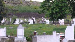 preview picture of video 'Caprioare in cimitirul din Pancota'