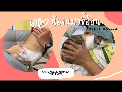 EP. 3 น้องแมวขี้อ้อน l Kanomjeen & Namya like to cuddle #cats #kanomjeennamyathecats #catcuddle