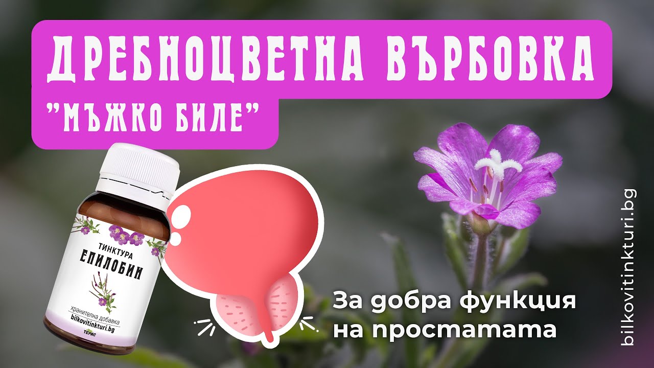 Дребноцветна върбовка - „мъжко биле” - Video