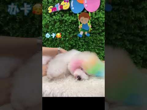 你看了，你听了，开心吗？