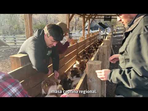 Inseminación artificial fortalece el mejoramiento genético caprino en Cochrane