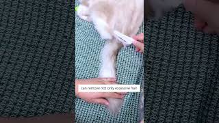 You MIGHT Be Using The Wrong Cat Comb!🤔