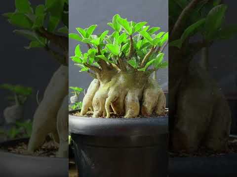 Adenium. Bonsai. Wüstenrose. Zierpflanze. Zimmerpflanze. Hobby. #Pflanzen