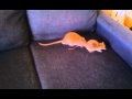 Rackarns Rut Och Brisby S Sychophant